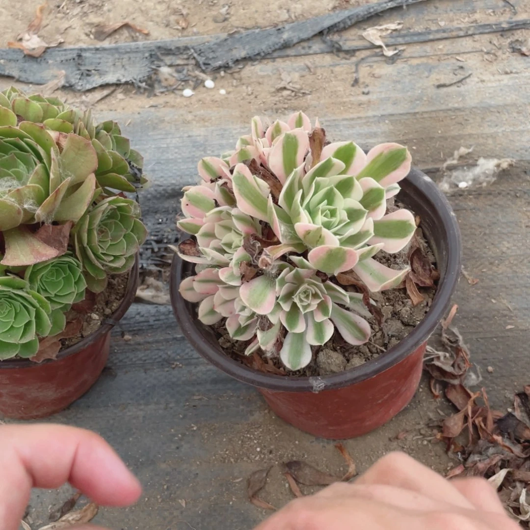 1418分女法师多肉断枝不包