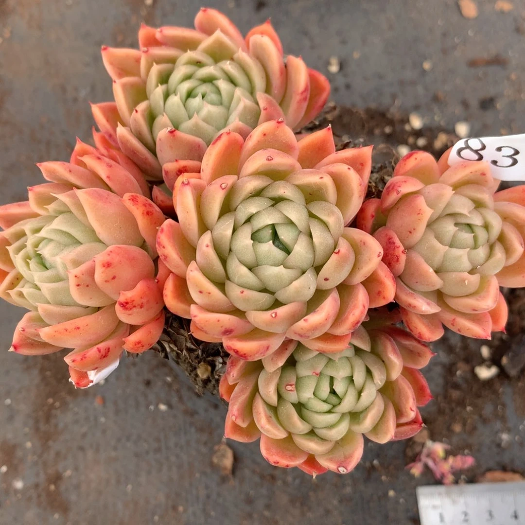 8337杂交多肉植物