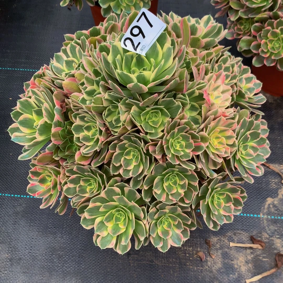 可***贝法师多肉植物297七彩石