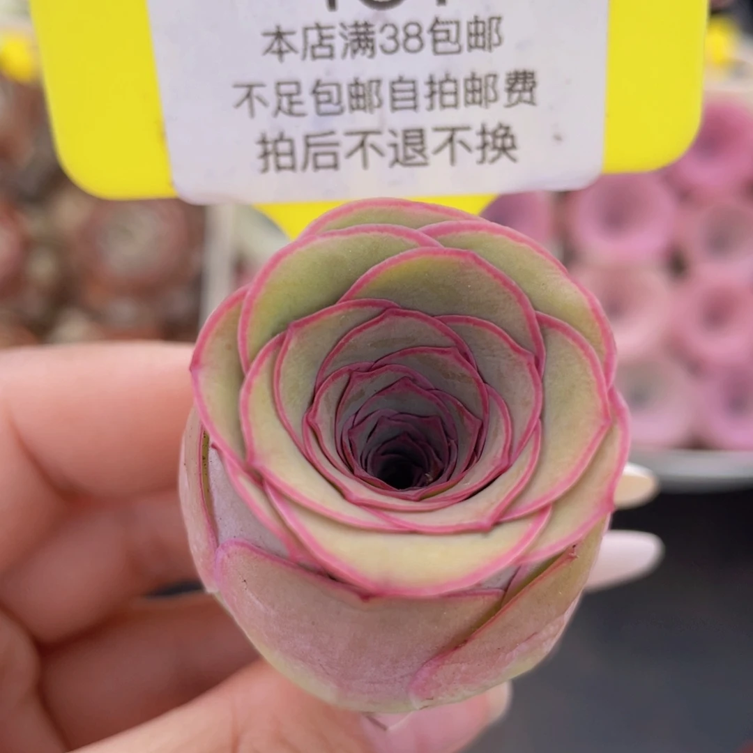 山地玫瑰431满38包邮裸根发货