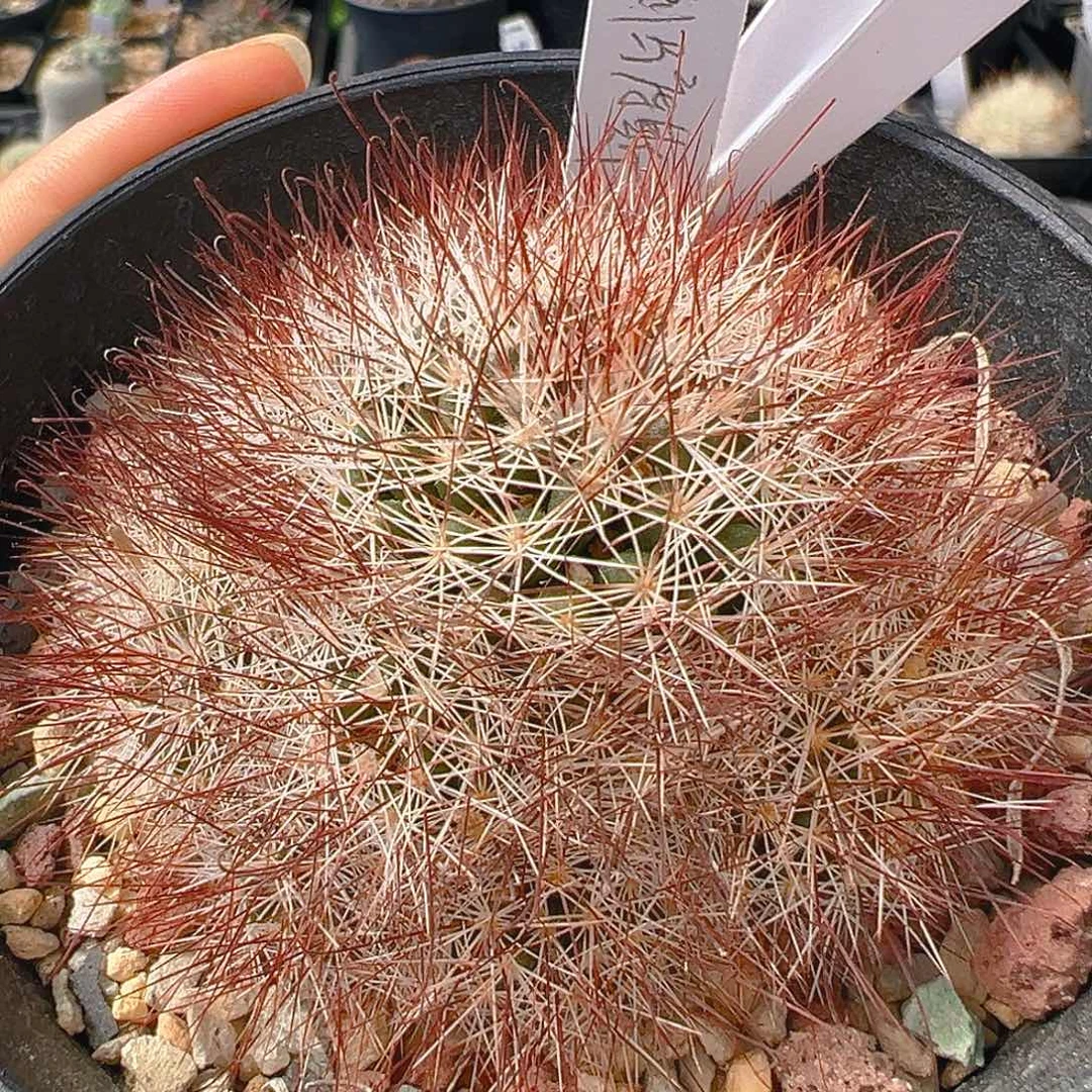 7693红刺马库斯实生裸根发