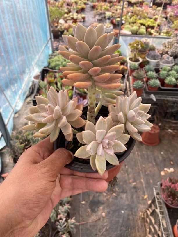 淡雪多肉幽灵公主脱土发货适合室内阳台盆栽好养易成活