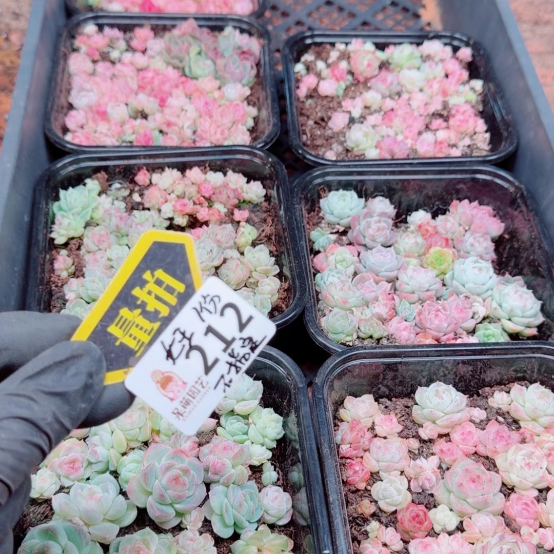 多肉植物多肉植物