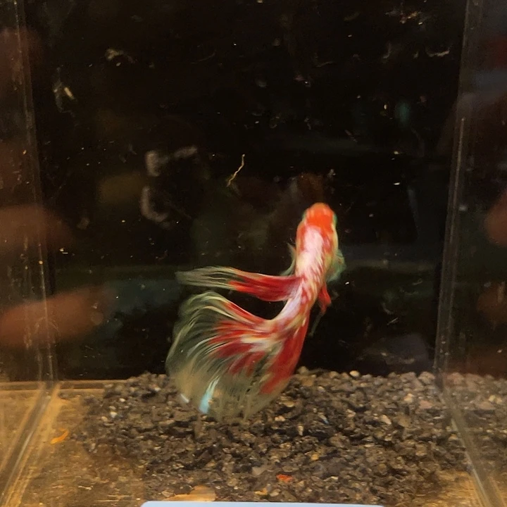 斗鱼浪浪水族竞拍49号