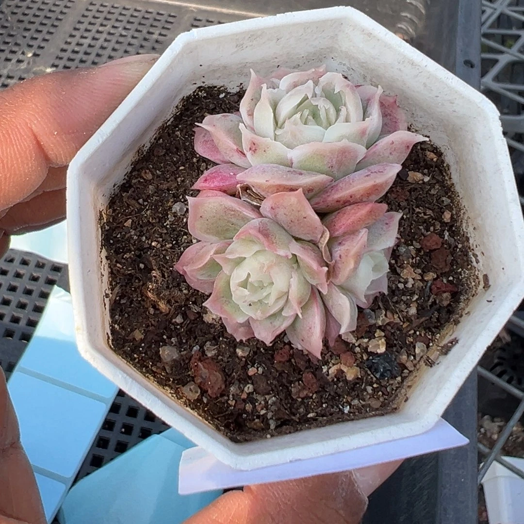 小****468号水晶虾饺三头群一物一拍满18包邮满26送一颗多肉