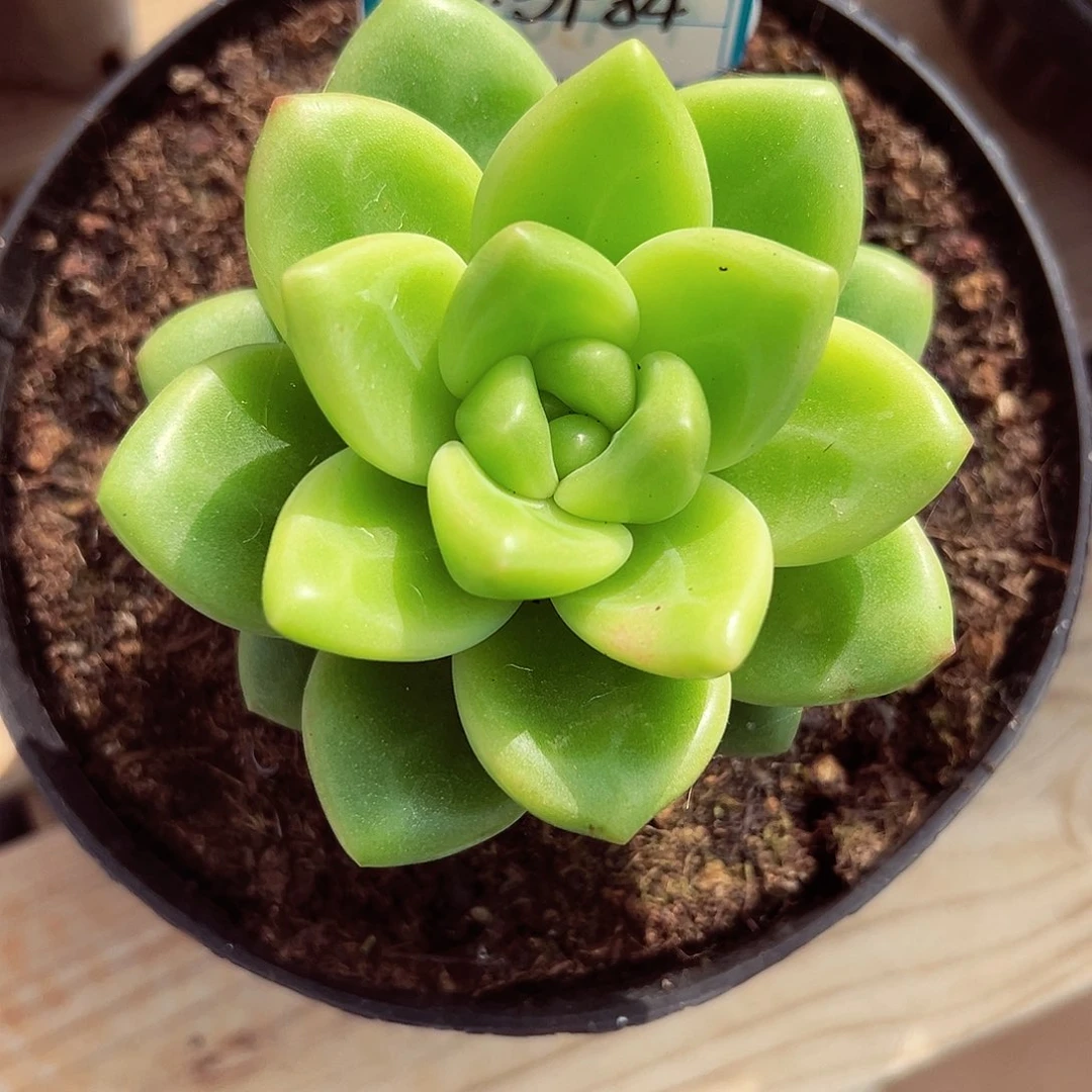 1031-84碧波仙子。