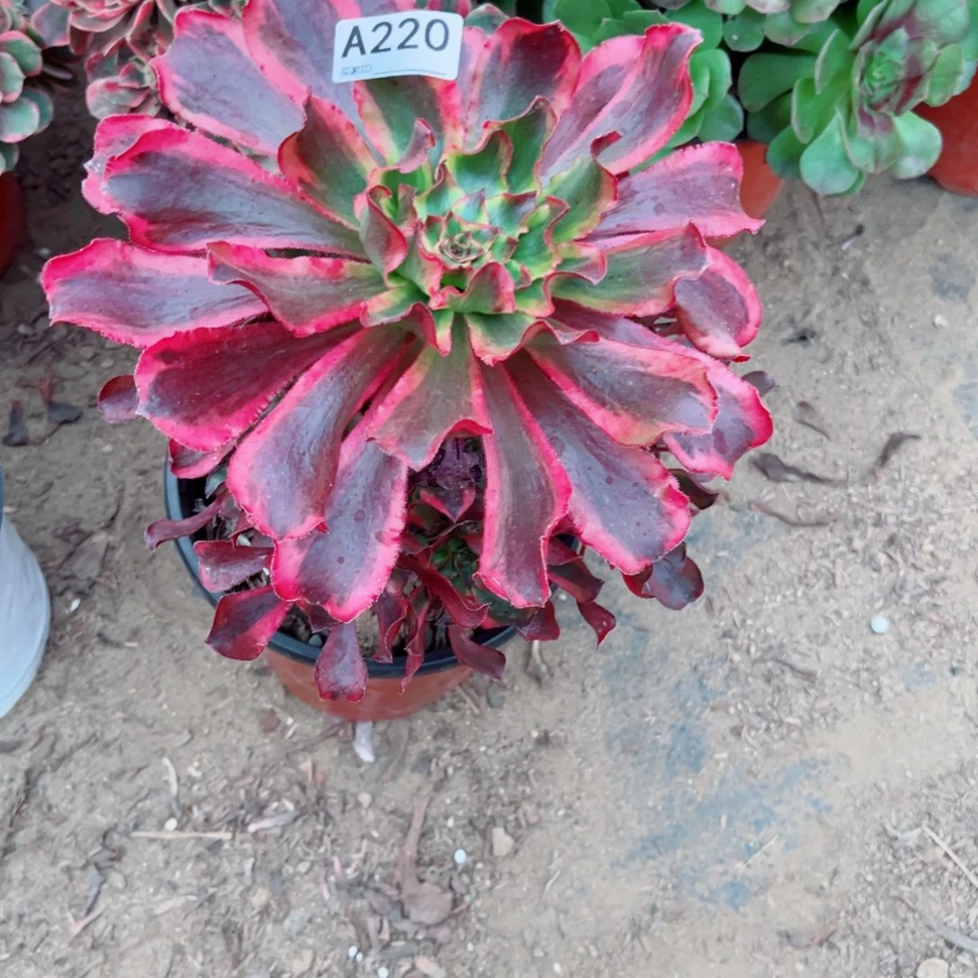 220魅影多肉植物法师