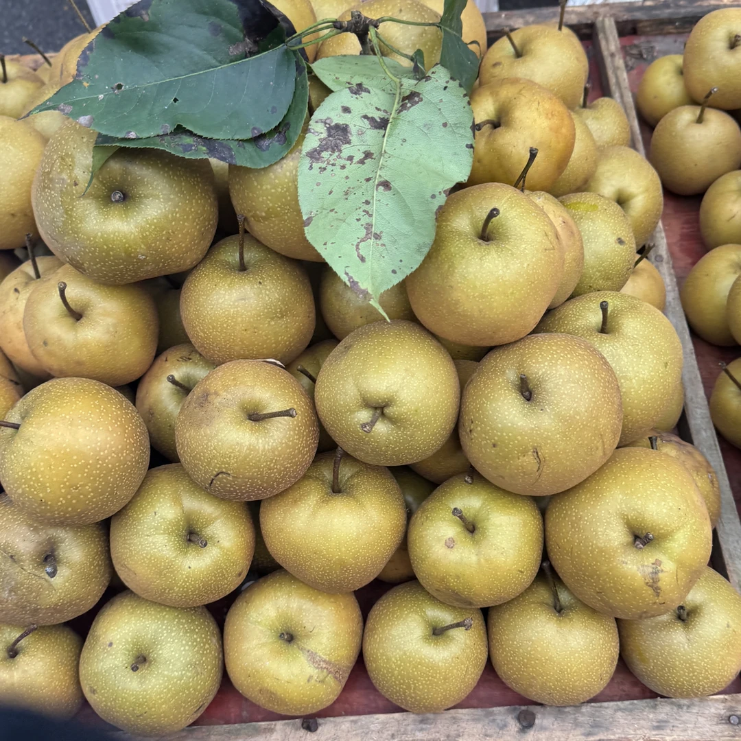 【金秋梨】湘西金秋梨香甜可口汁水充足