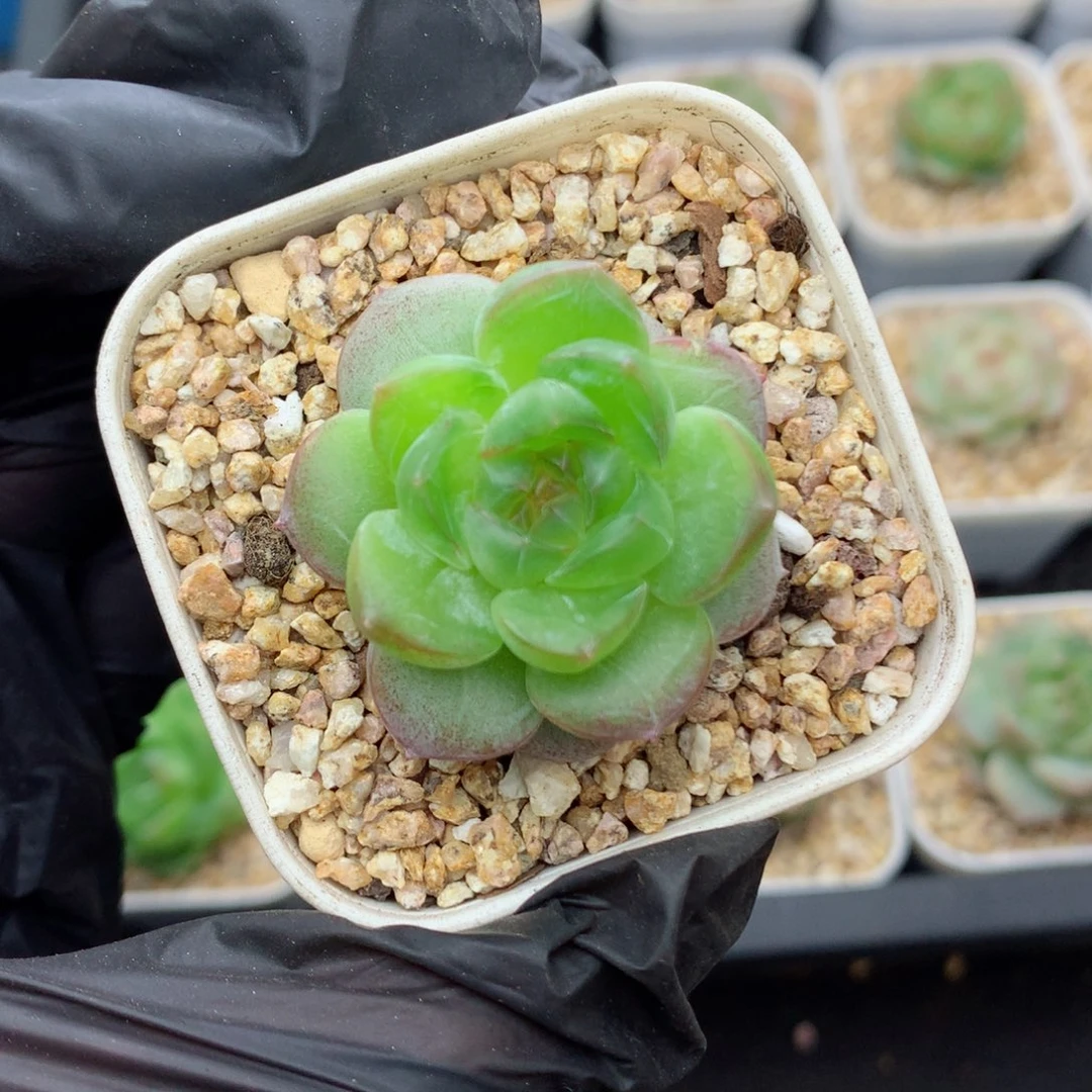 58包邮  群生不包整糖心18