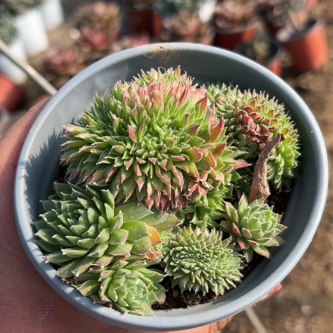 多肉植物长生草缀