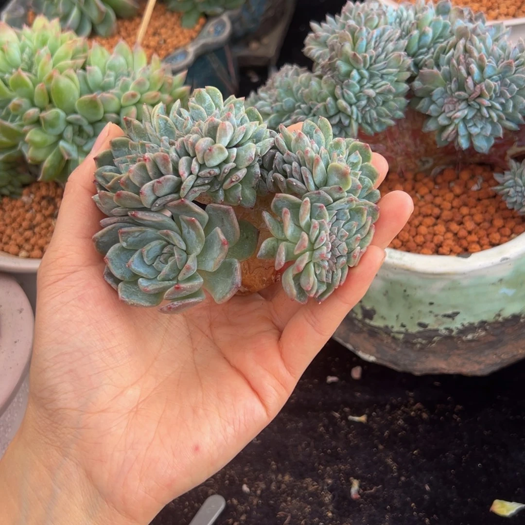 新年快乐粉心琥珀