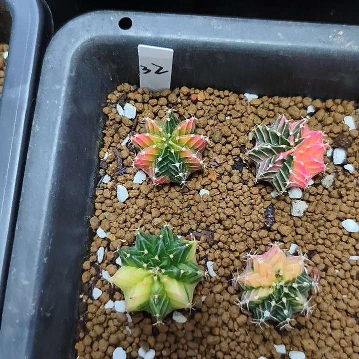 双***实生肋骨锦脱土发货