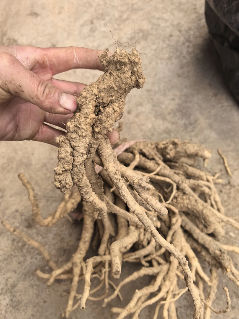 甘肃野生新鲜党参产地直发整根煲汤泡酒滋补佳品