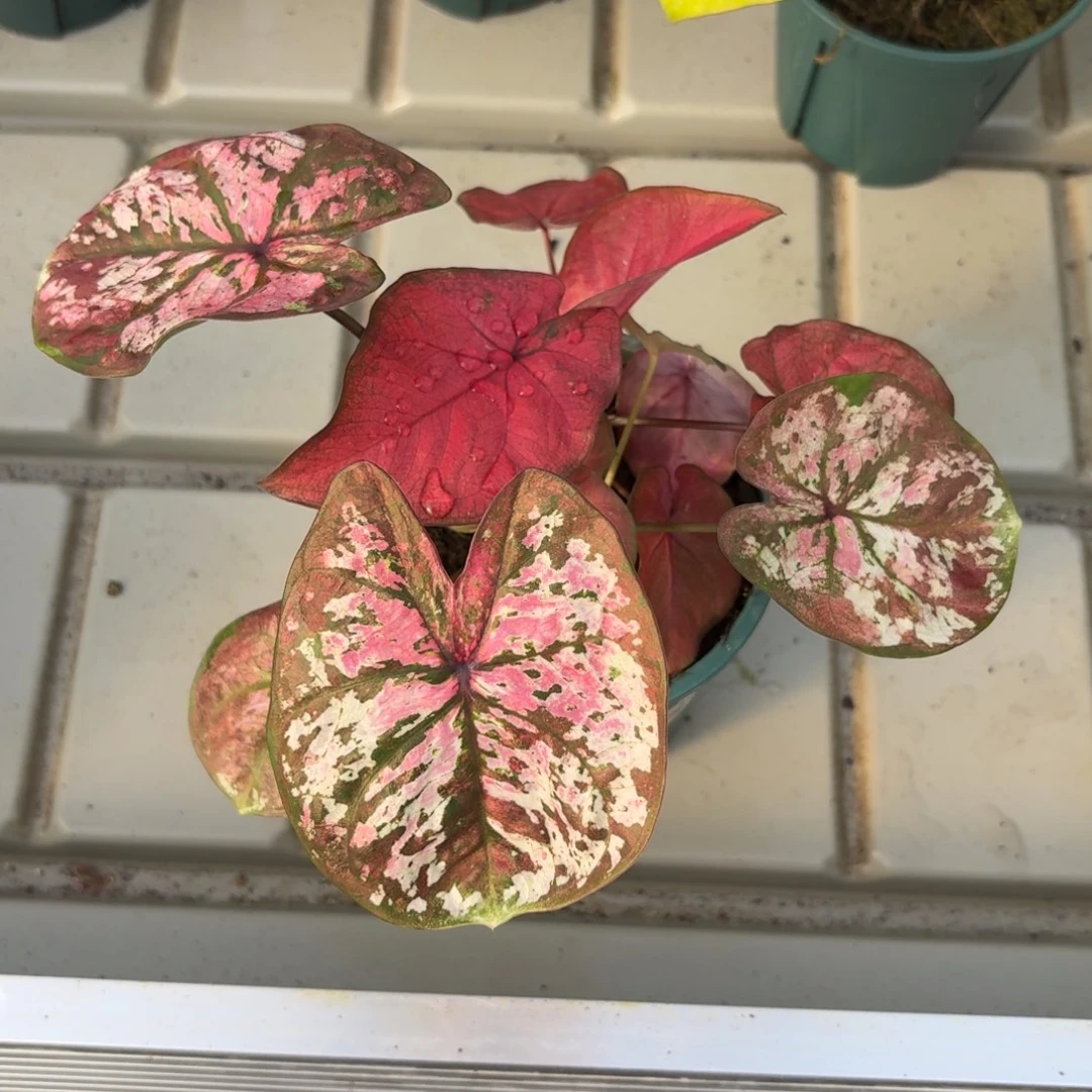 泰国彩叶芋69-1215