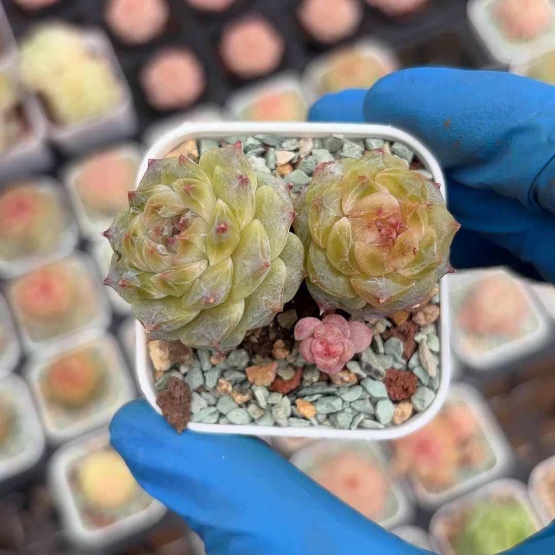 老桩糖心一物一拍