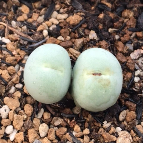 多肉肉锥 双头鸽子蛋