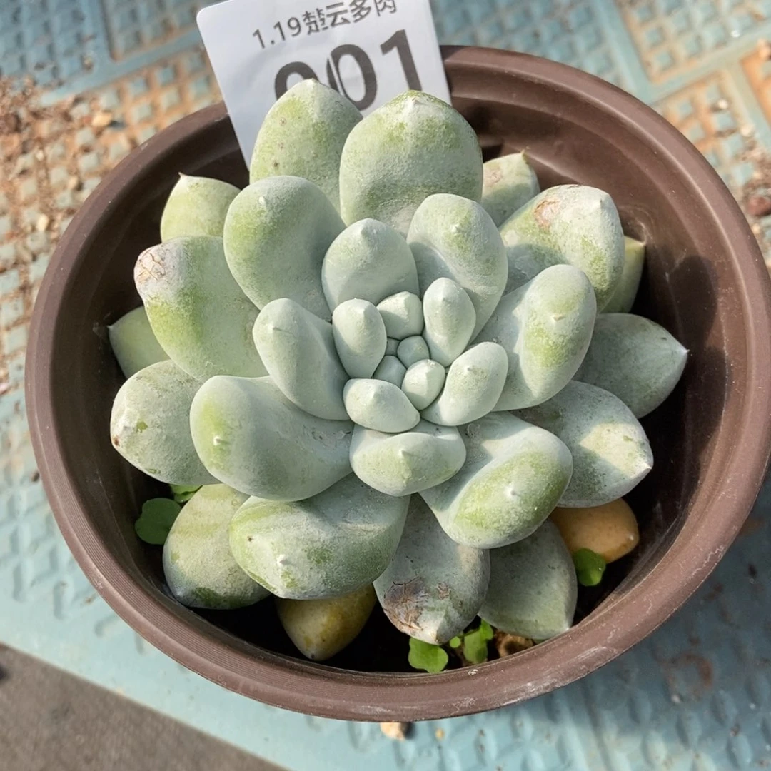 001丸叶拇指多肉植物