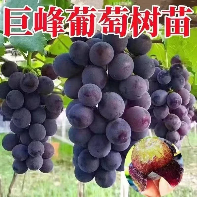 嫁接巨峰葡萄果树苗地栽盆栽夏黑无籽葡萄树苗阳光玫瑰葡萄果树苗