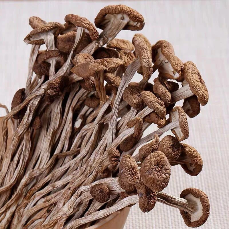 【茶树菇】云南土特产茶树菇