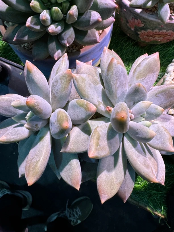多肉植物哥特萝莉