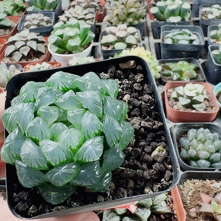 无花朵十二卷。 实生湖水 福利