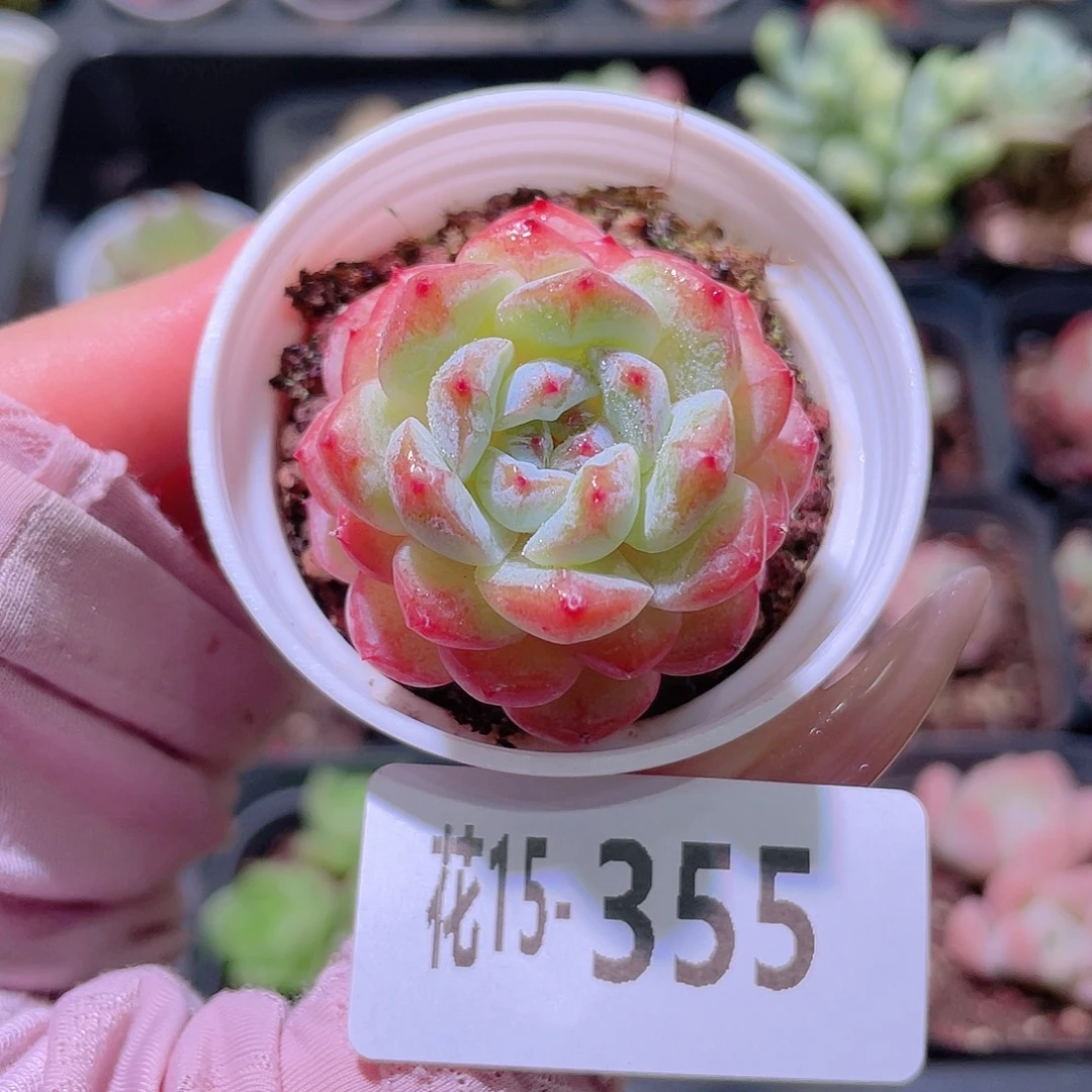 花利美15-355雪颜玉