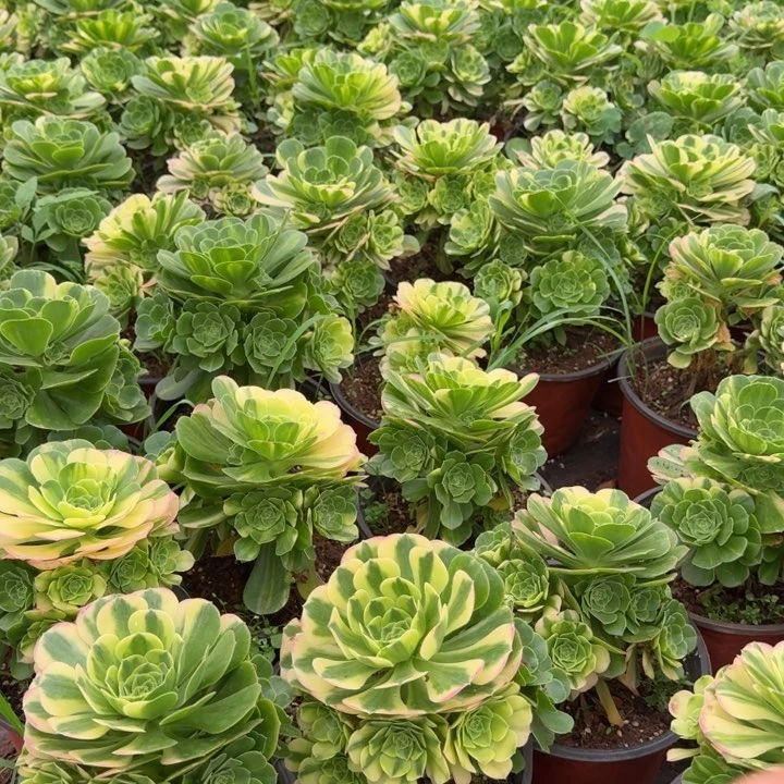 五彩琉璃手捧花啊啊