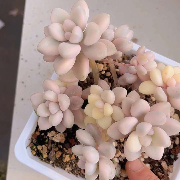 艾伦锦23149多肉植物