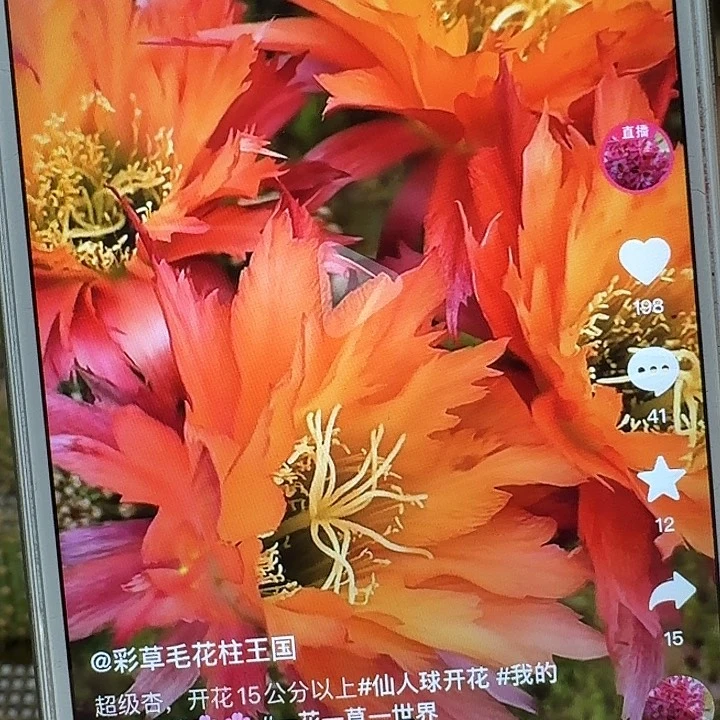 超级杏侧芽5公分毛花柱