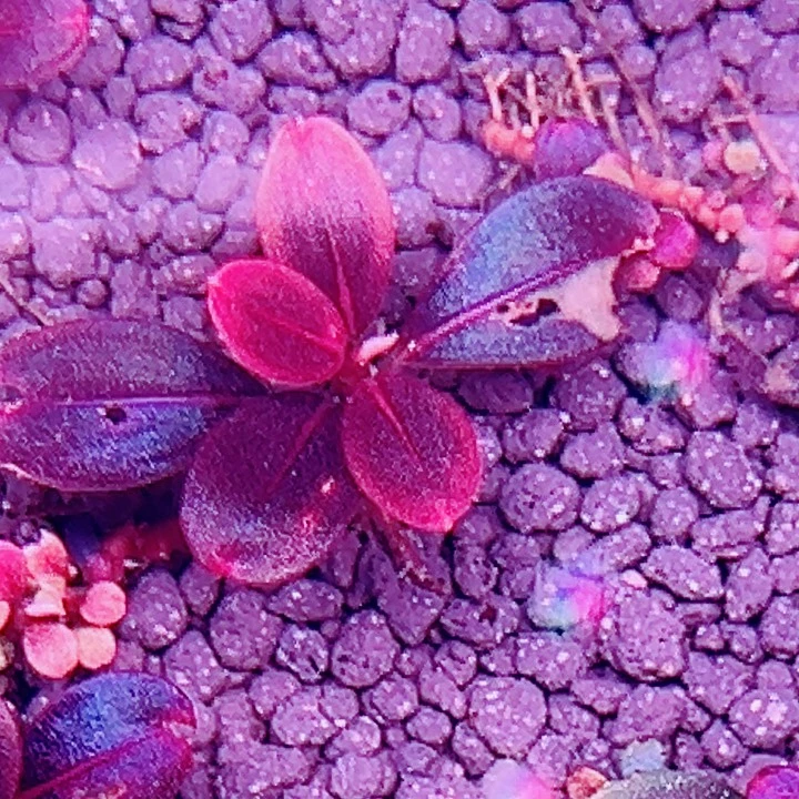 无花朵福利辣椒榕葡萄圆海