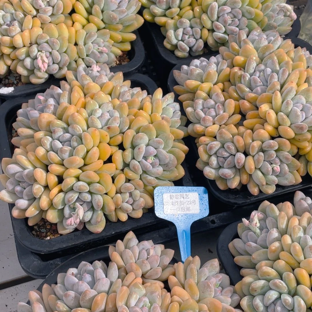 0210-23-大群老桩韩版香水福利一颗