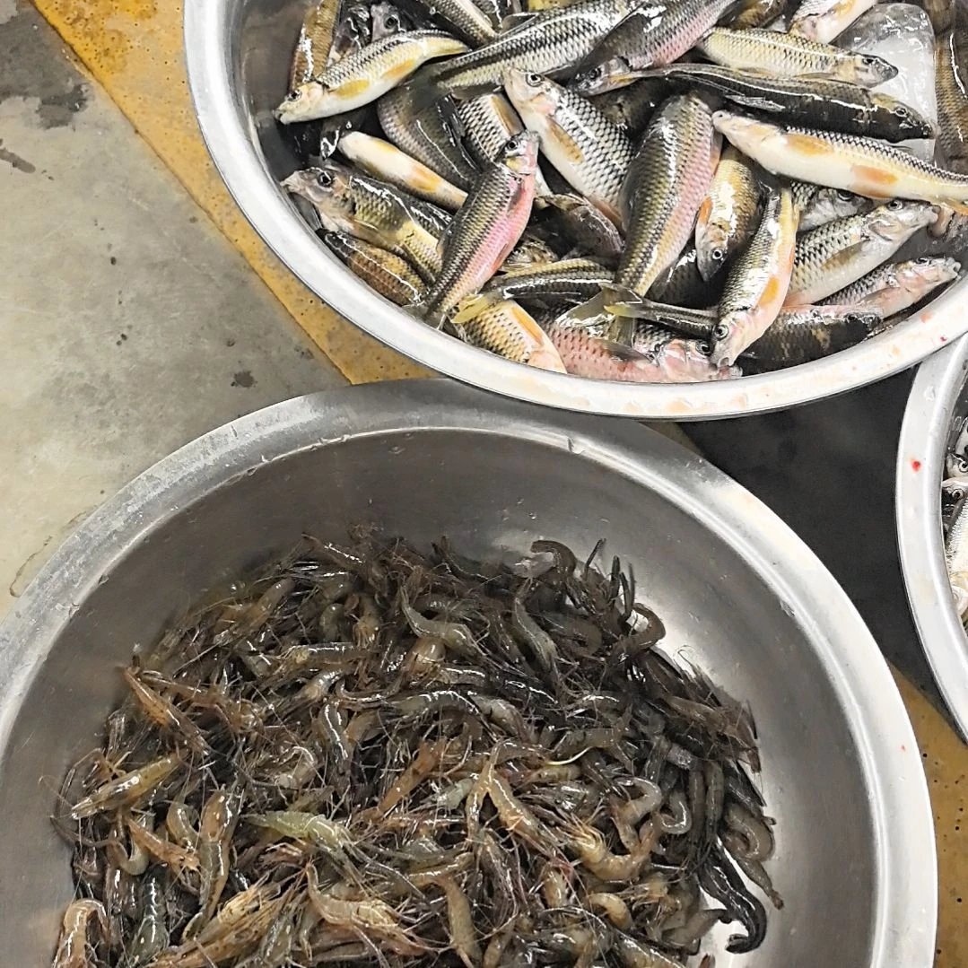 石台小李代购鱼虾2斤