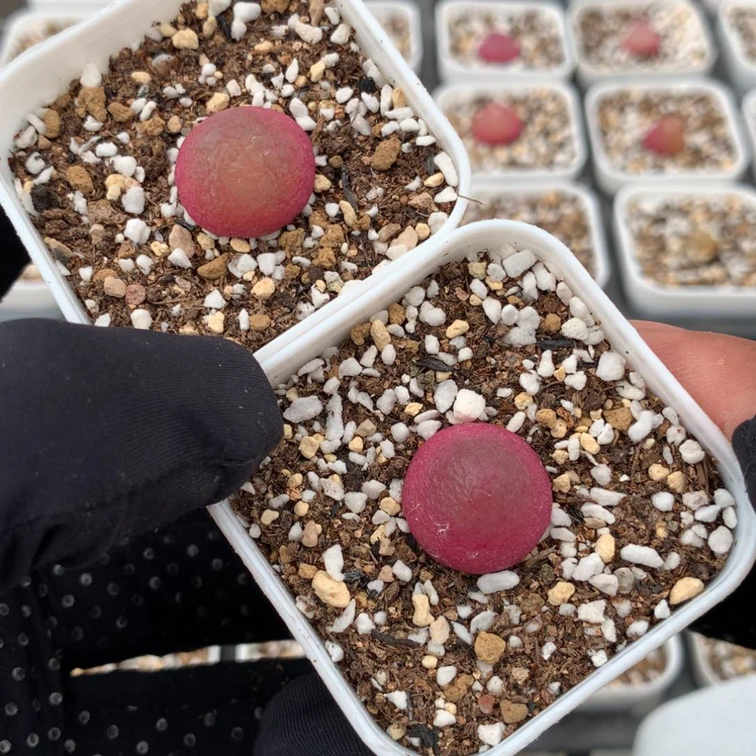 a335灯泡母本一颗