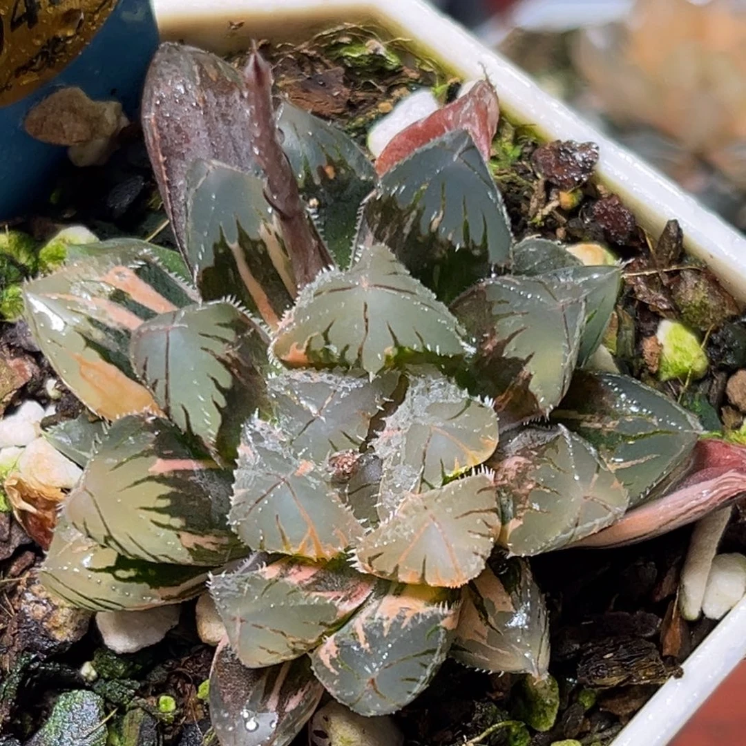 恭喜发财大吉大利0409