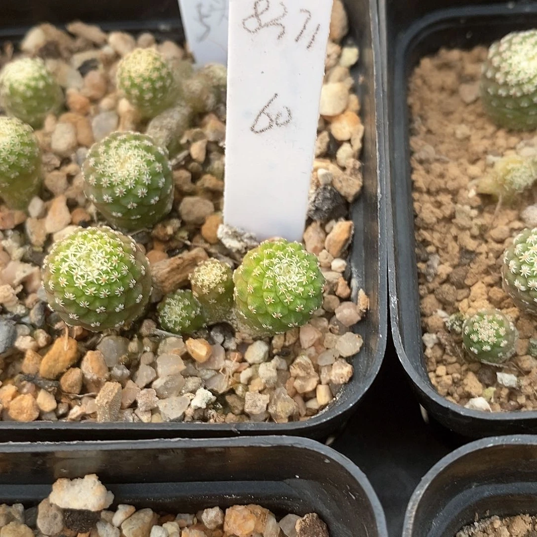 用****1土土土花花花花花花花花