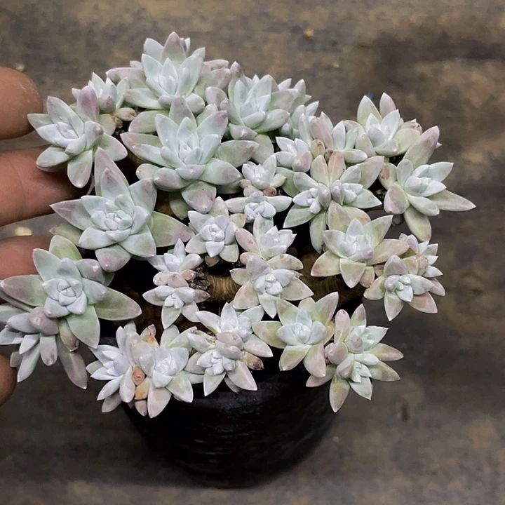 一物一拍一物一拍