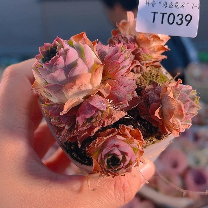 刺***抱TT039。 福袋