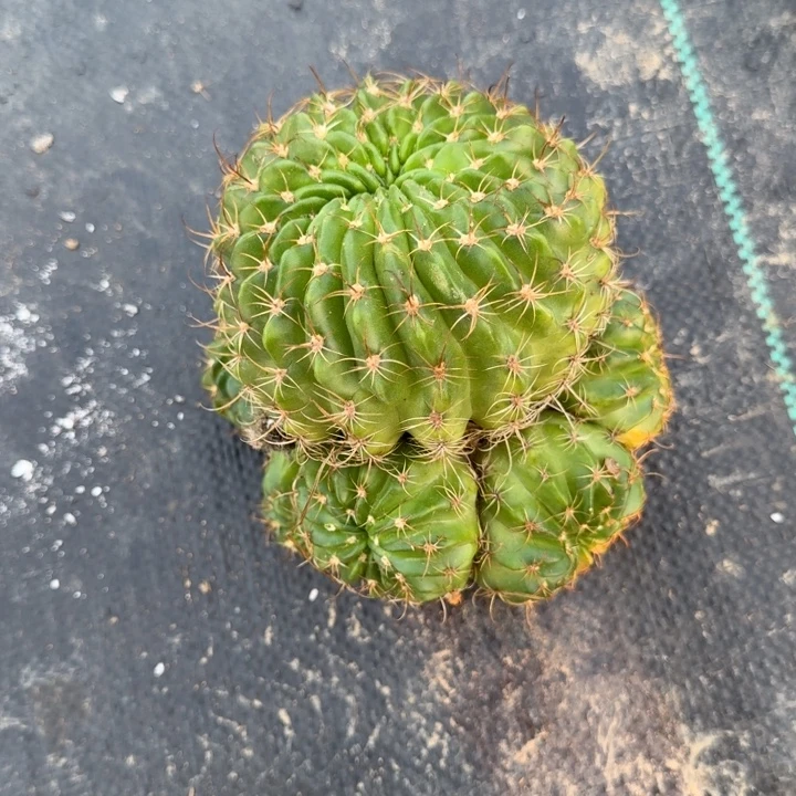 中间丽花仙人球仙人掌640