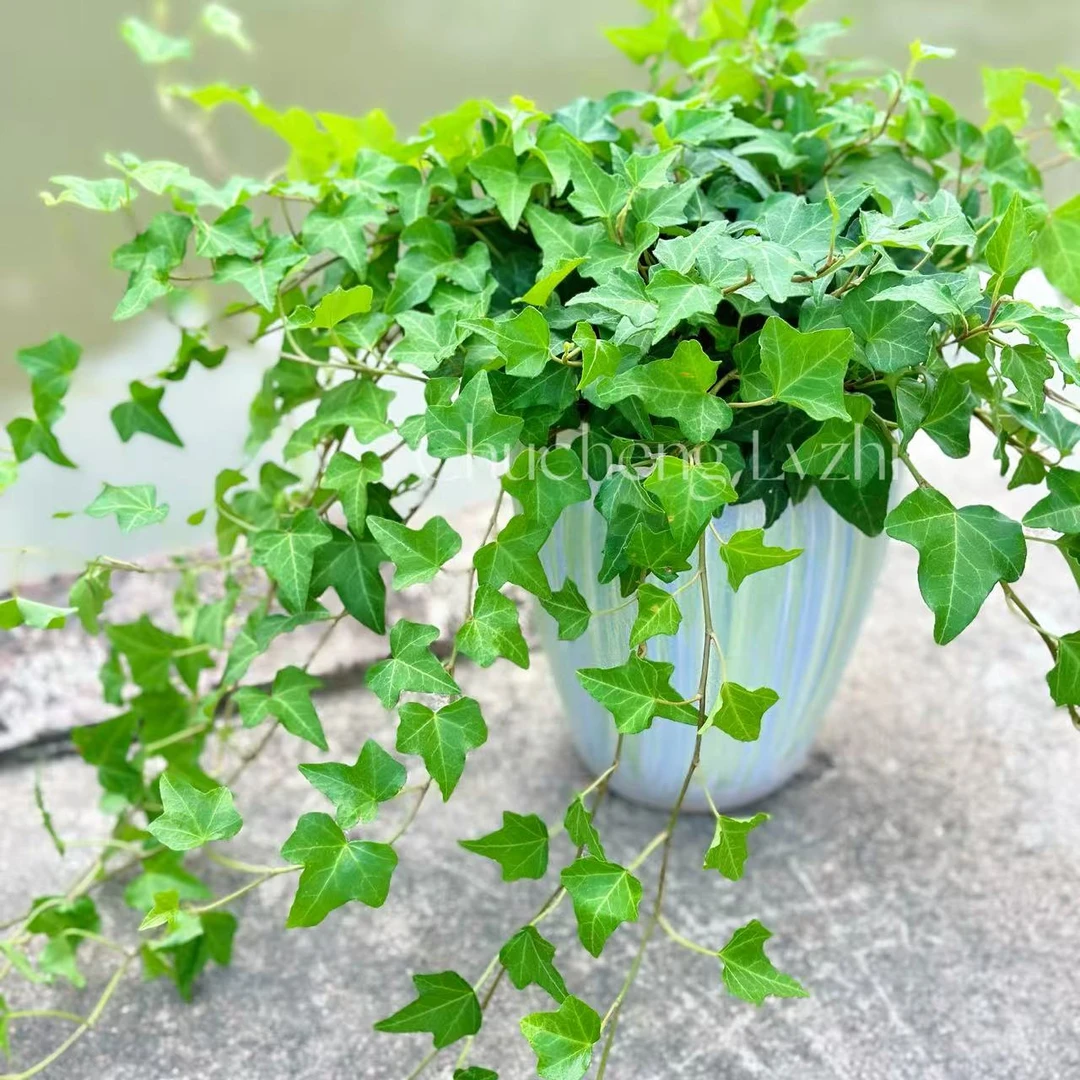 枫叶常春藤带藤室内绿植办公室盆栽垂吊植物吸甲醛四季常青耐旱