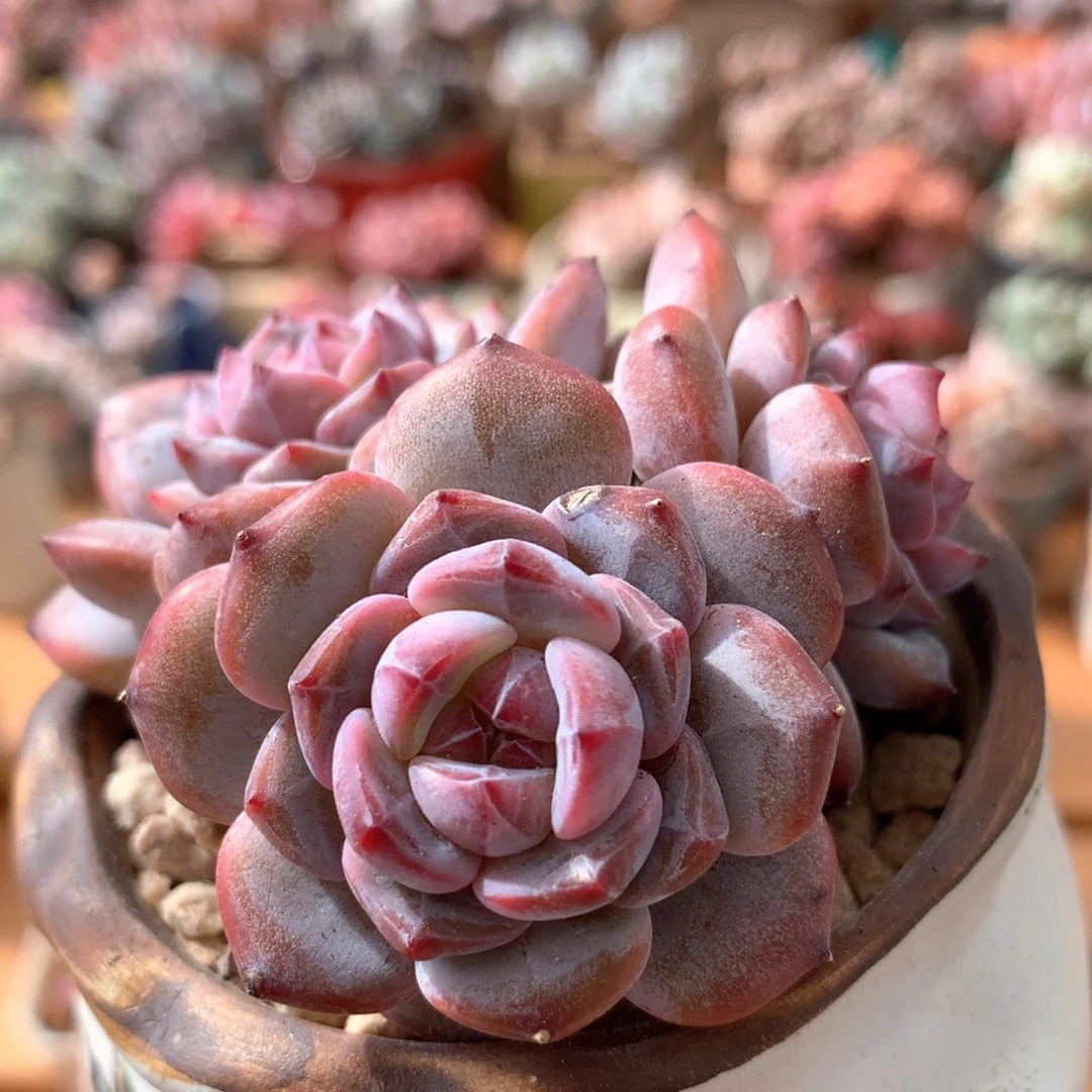 星星橙一物一拍 020