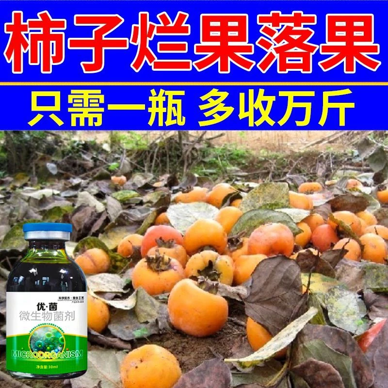 柿子树烂果落果】病全治柿子杀菌剂炭疽病煤污病圆斑病叶枯黑点病