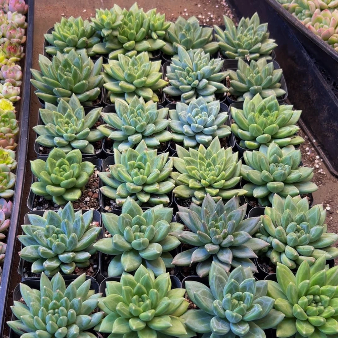 ****七100多肉植物和植物的生长发育