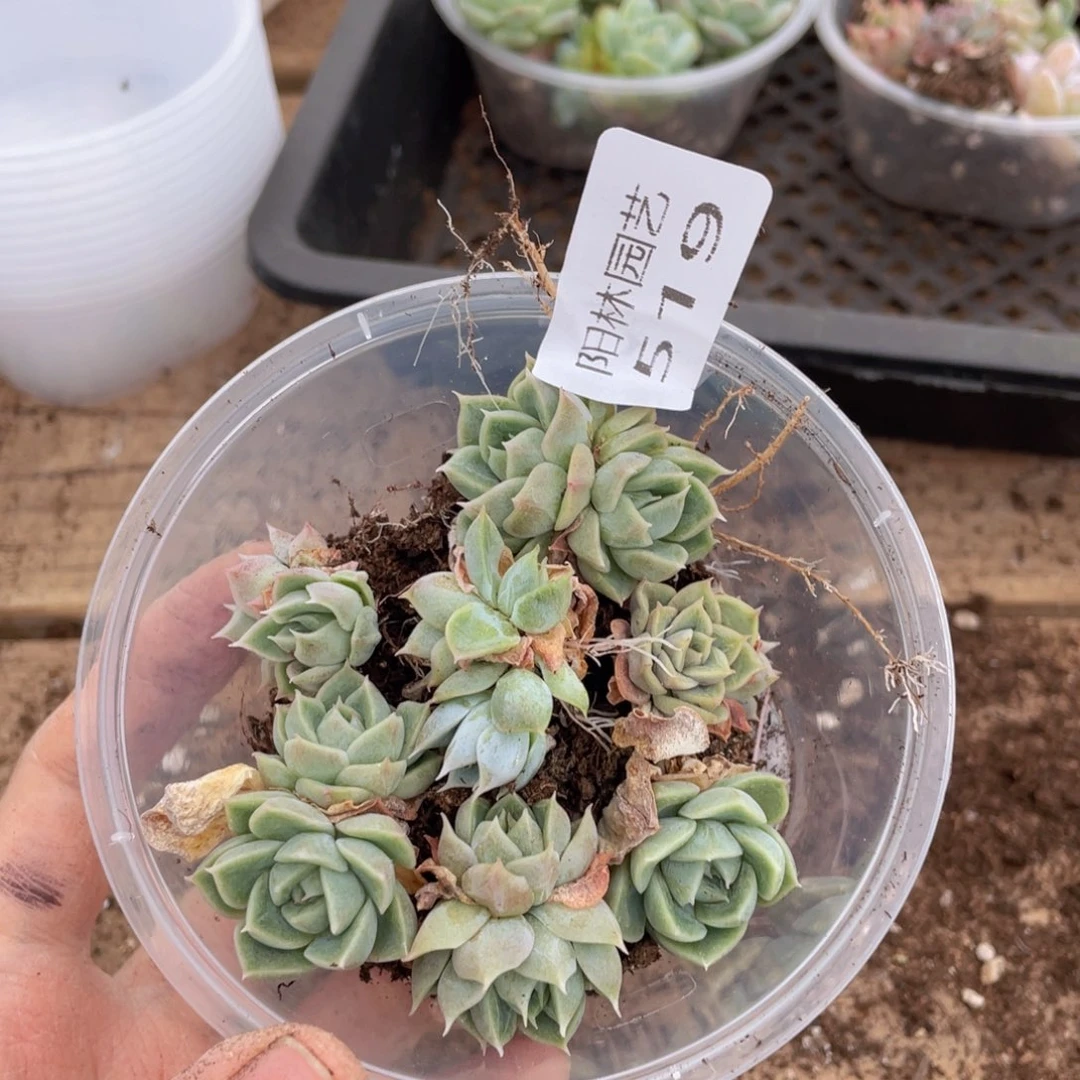 多肉植物多肉植物519