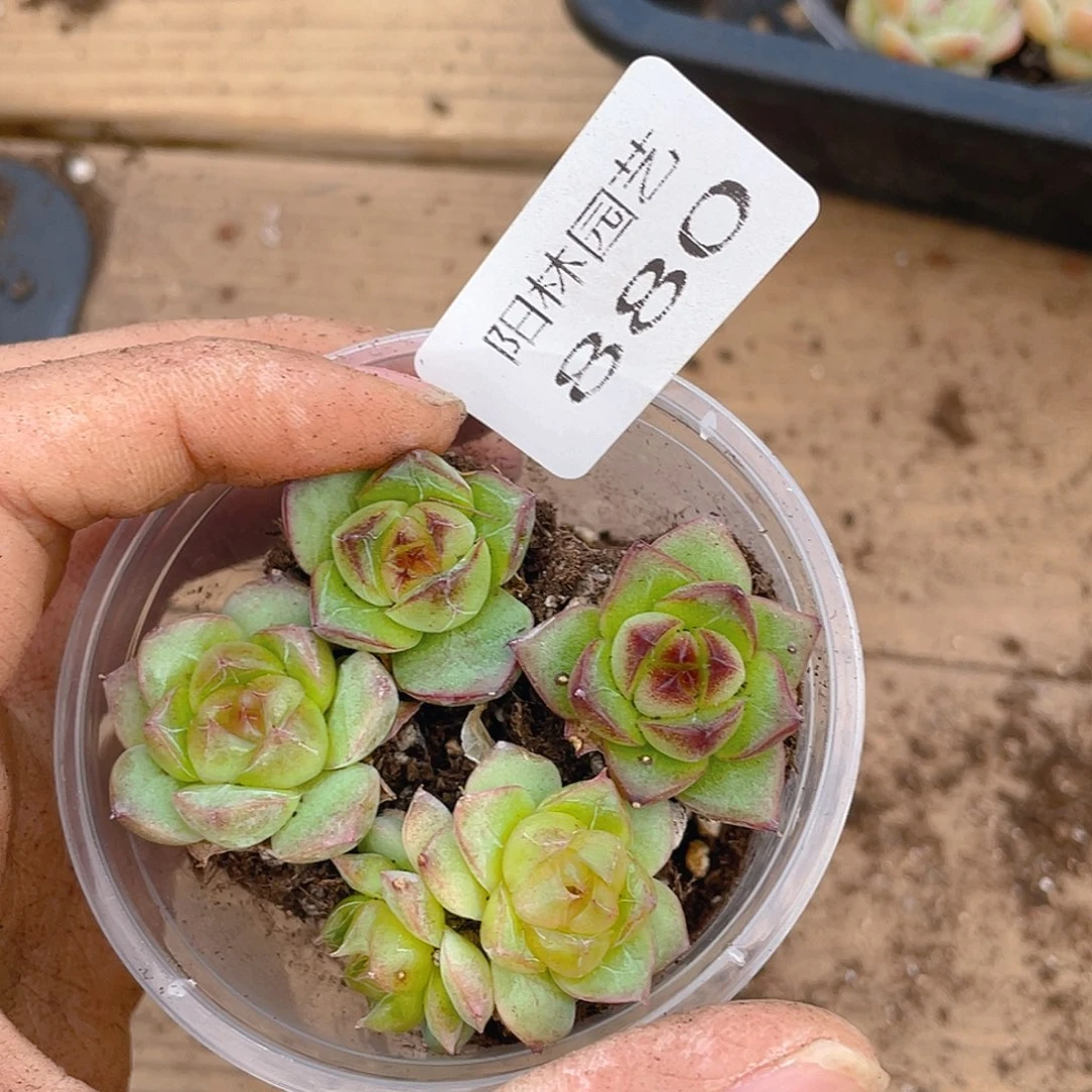 多肉植物多肉植物880