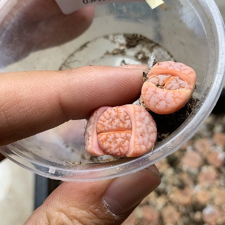 G314多肉植物保护