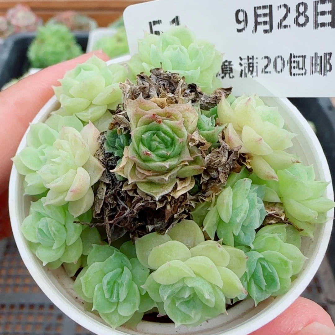 Y***礼花语逸镜0928-51有消耗散