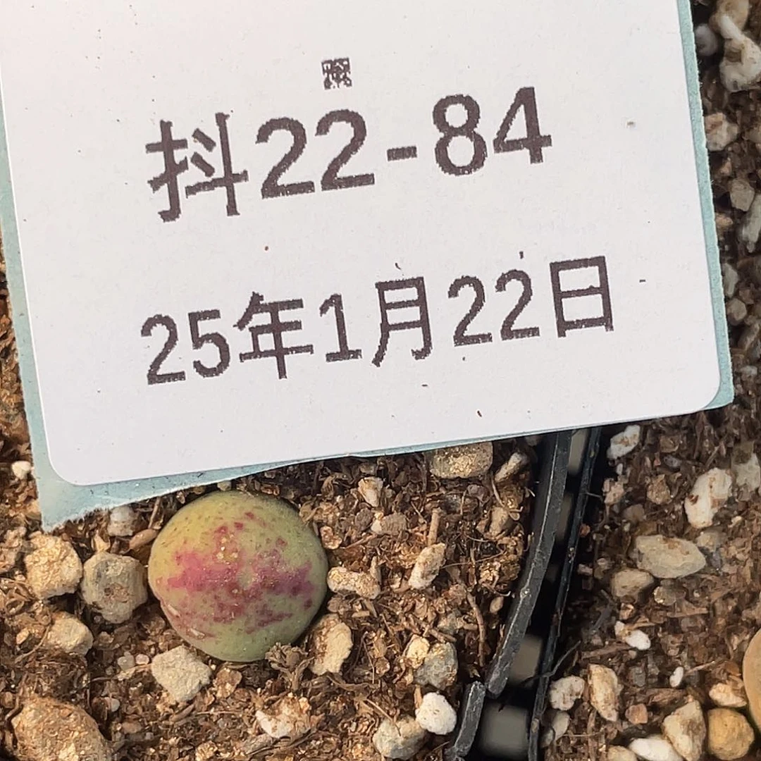 用****422-84肉锥多肉植物