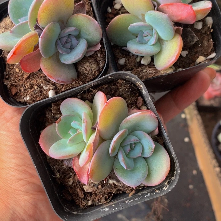 双头布鲁兰2颗  （满9.99包邮不满9.99发叶子）