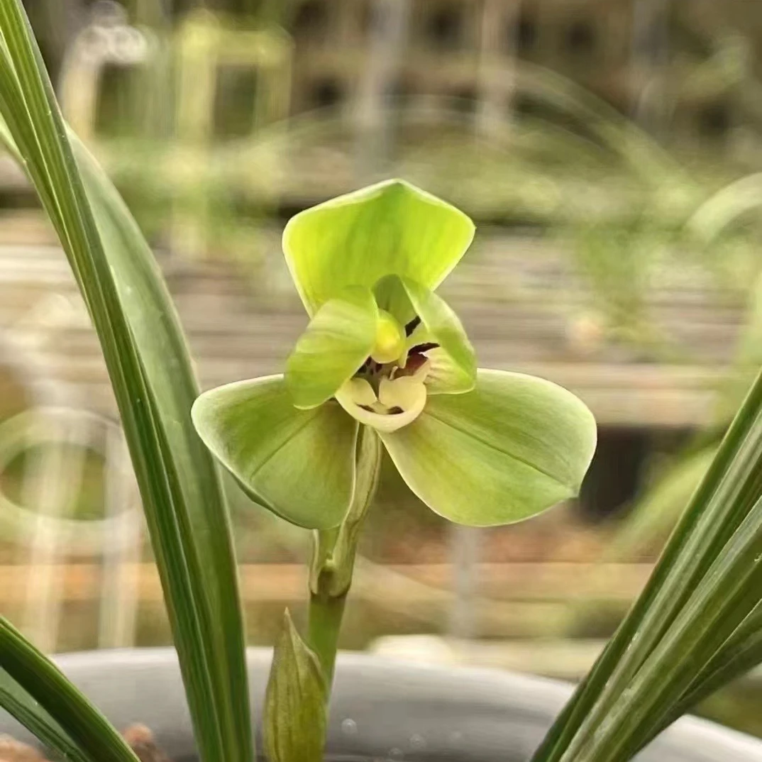 春兰环球荷鼎原种兰花苗室内花卉绿植盆栽浓香型兰花盆栽植物