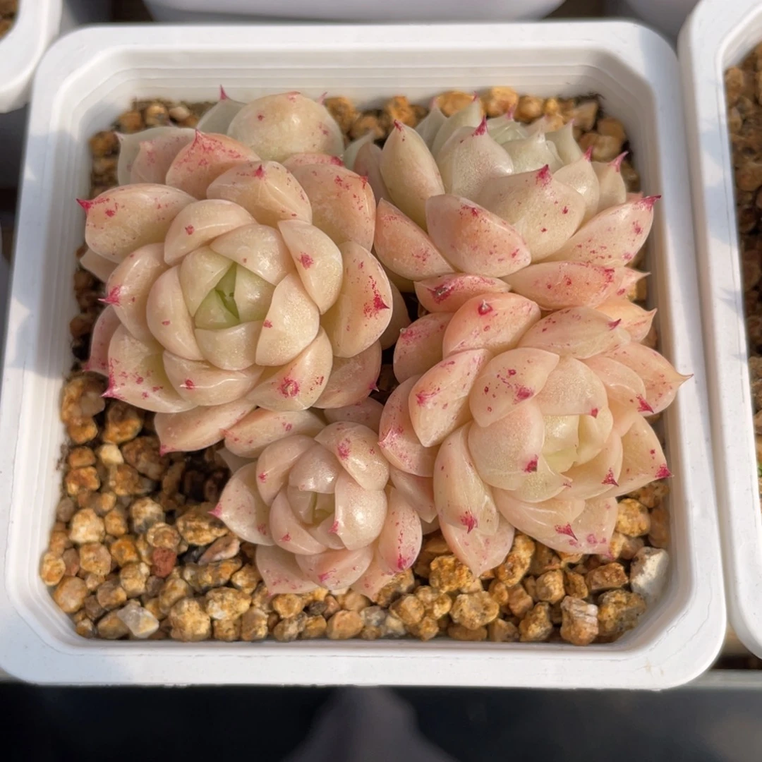 k***n优选麦杆多肉福利1950